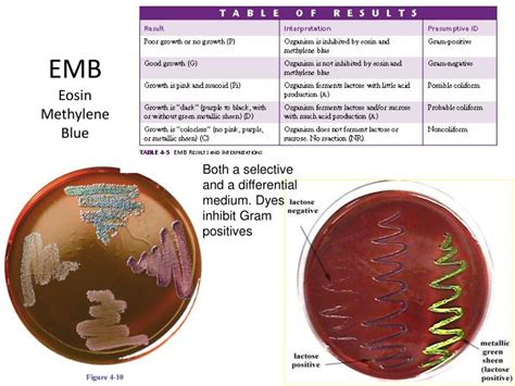 emb agar results|is emb selective or differential.